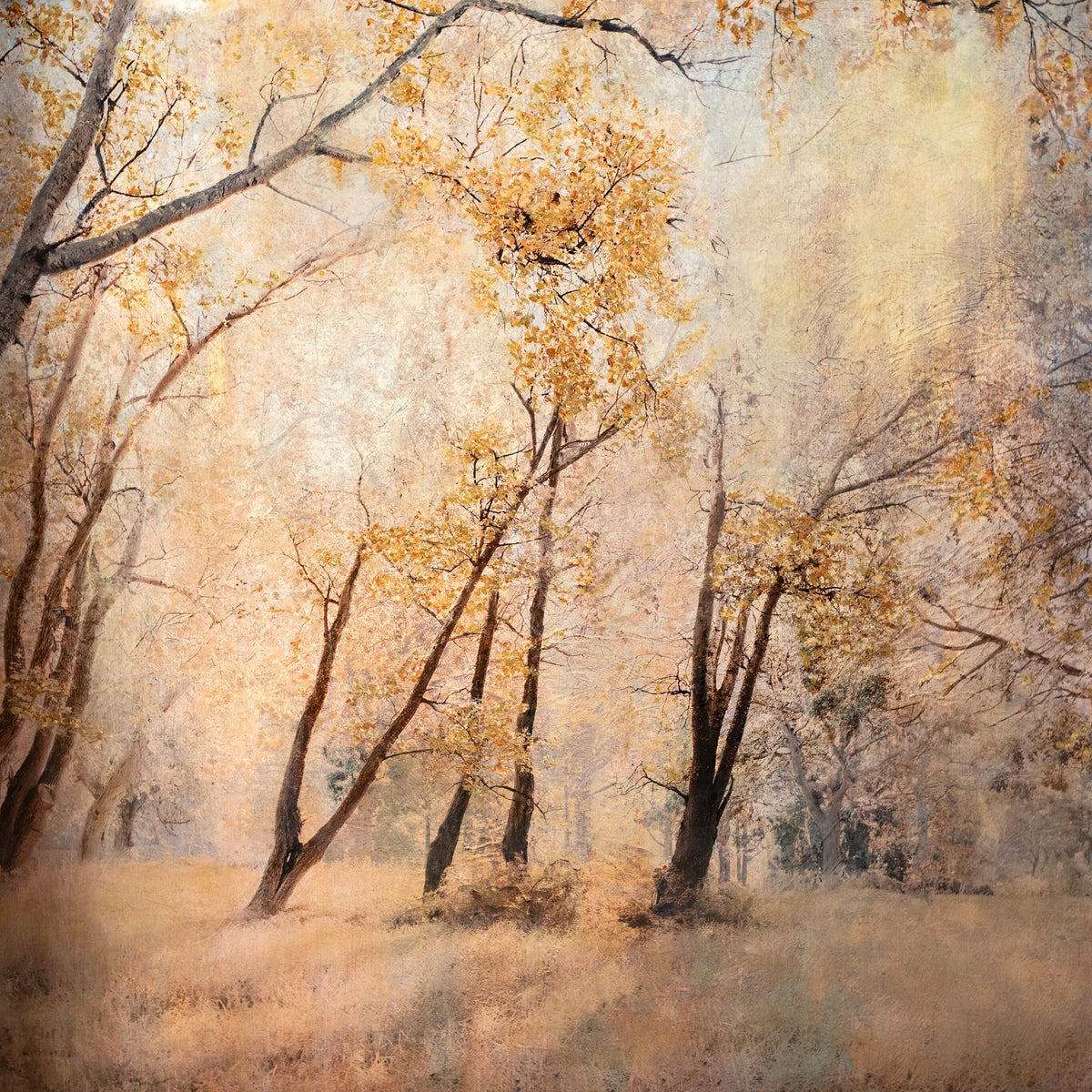 Harmony of Gold