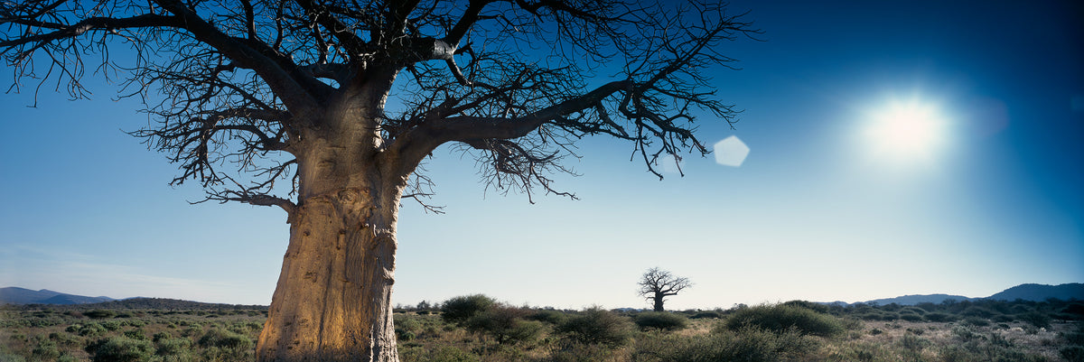 Baobab in the Sun, Venda by Koos van der Lende, a great baobab against the sun