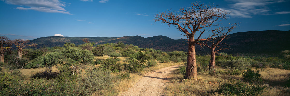 Baobab Road, Venda by Koos van der Lende, a dirt road through green bush to the baobabs