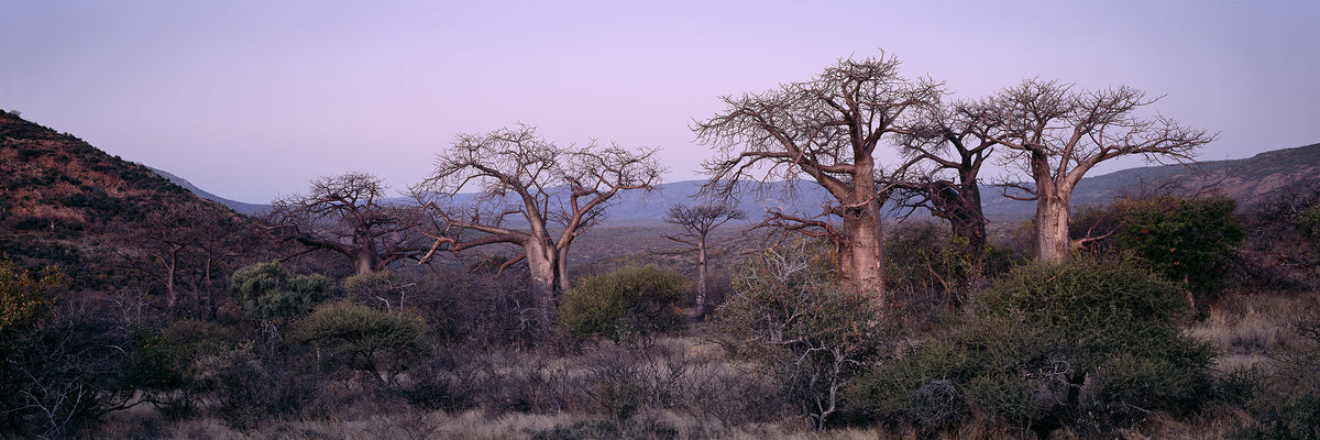 Baobabs at Dusk, Venda by Koos van der Lende, bare baobabs after sunset