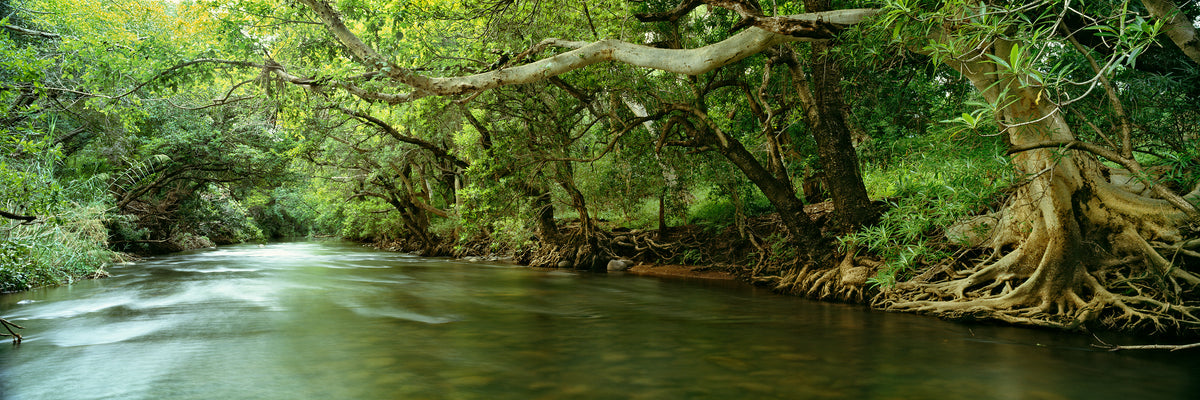 Blyde River, Mpumalanga by Koos van der Lende, old trees leaning over the smooth water of the Blyde River