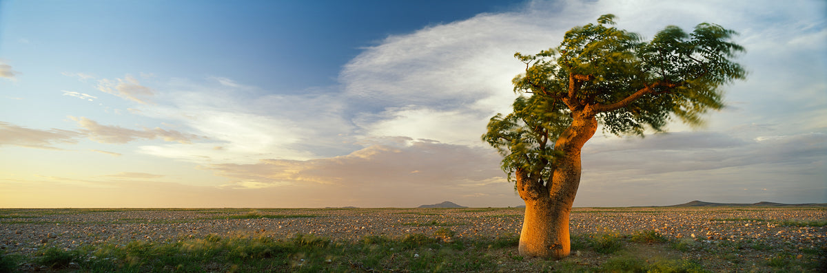 Bottle Tree No.3 by Koos van der Lende, a lone bottle tree on a gravel plain in warm evening light