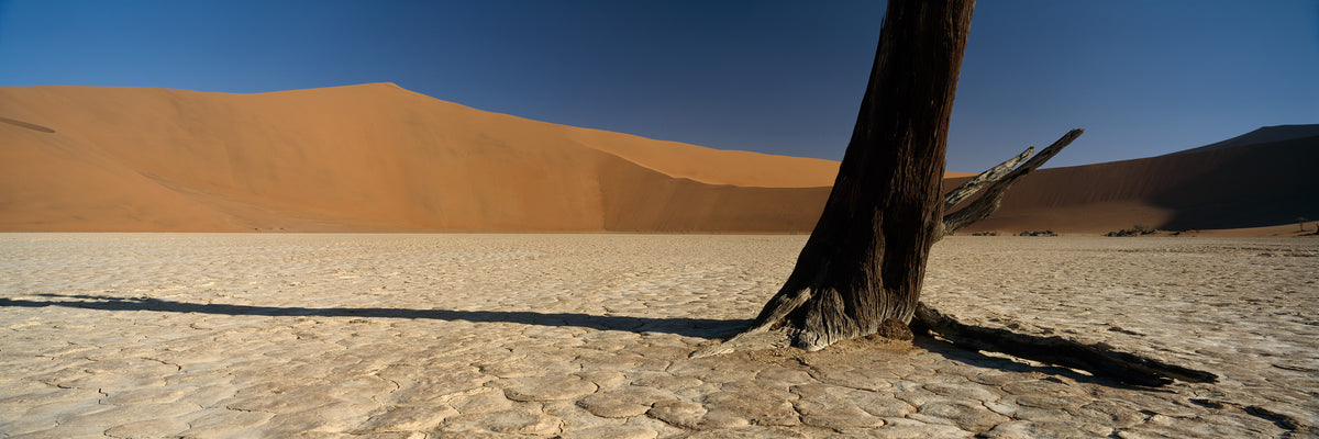 Dead Vlei No.2 by Koos van der Lende, a dead camel thorn on white clay below a red dune