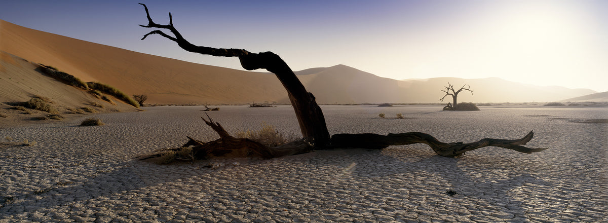 Fallen Camelthorn, Namib by Koos van der Lende, a twisted dead camel thorn across a clay pan below the dunes