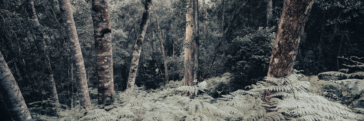 Fern Forest by Koos van der Lende, ferns and lichen covered trees in the Outeniqua