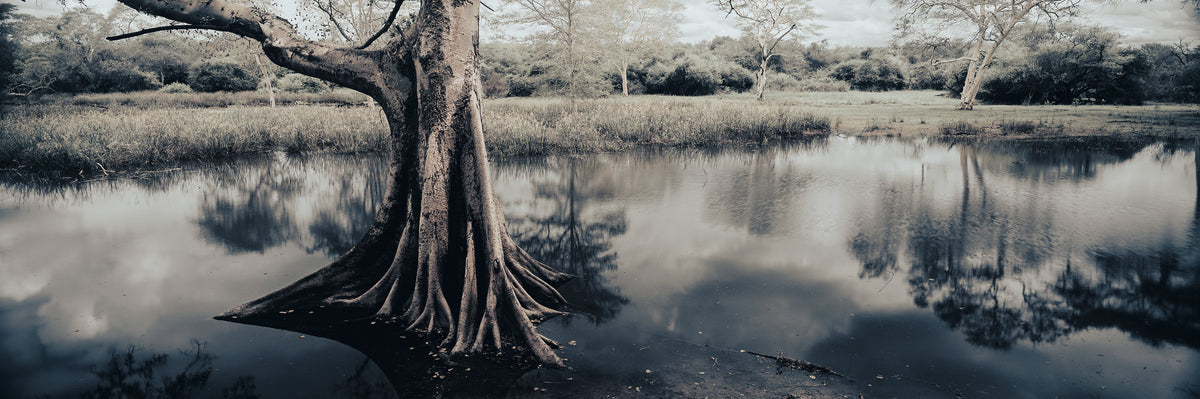 Fig Tree in the Marsh by Koos van der Lende, a wild fig reflected in Ndumo's marsh