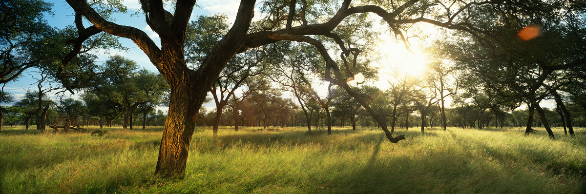 Hlane, Eswatini by Koos van der Lende, an old tree over sunlit grass in Hlane Royal National Park