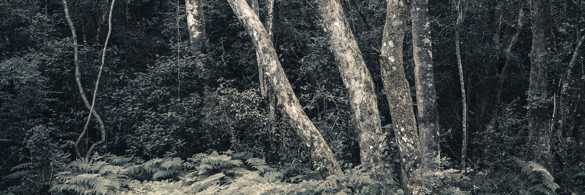 Indigenous Forest by Koos van der Lende, lichen covered trees in the Outeniqua forest