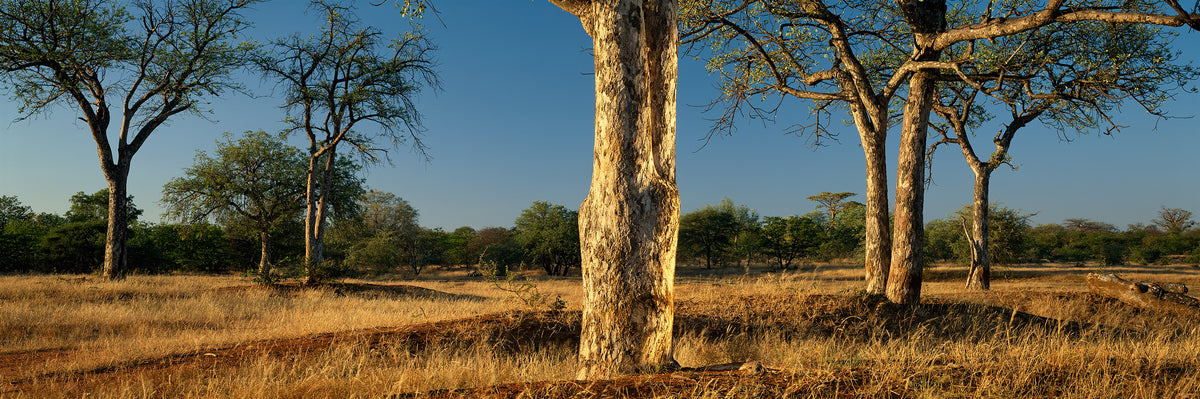 Marula Trees by Koos van der Lende, pale marula trunks in winter grass under a blue sky