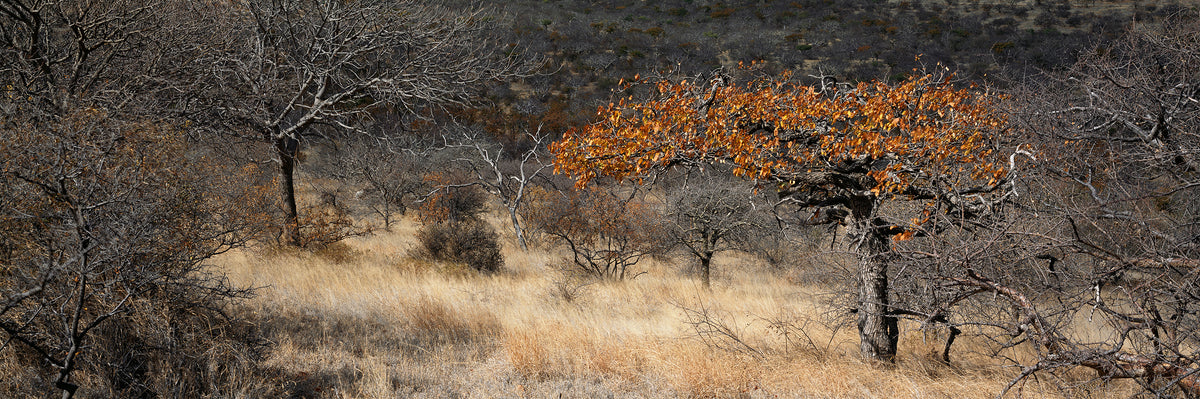 Mopane in Winter by Koos van der Lende, a mopane tree with copper leaves among bare winter trees