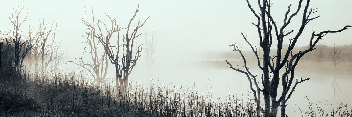 Morning Mist by Koos van der Lende, dead trees in mist over a flooded plain
