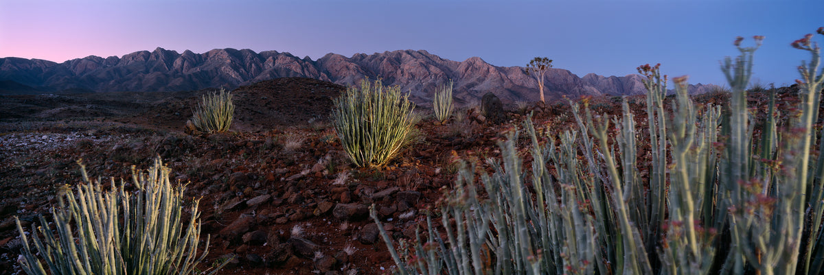 Richtersveld Mountains by Koos van der Lende, succulents on broken rock below jagged Richtersveld peaks