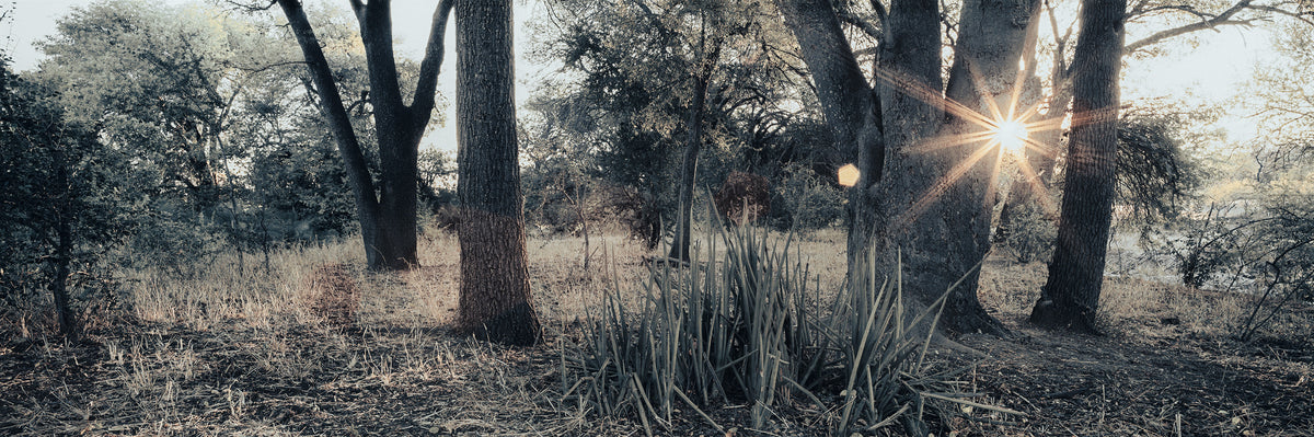 Riverine Forest by Koos van der Lende, late sun through trees on the Limpopo River
