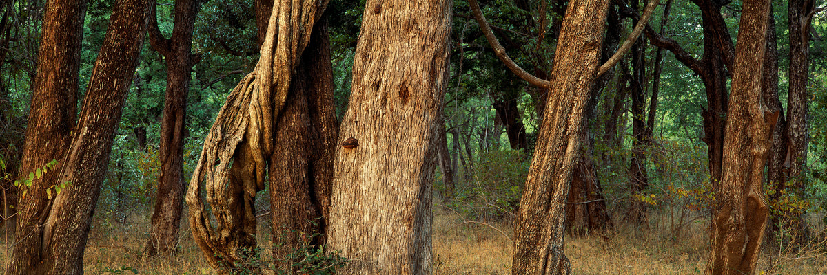 Riverine Forest by Koos van der Lende, tall trunks and air roots by the Luangwa River