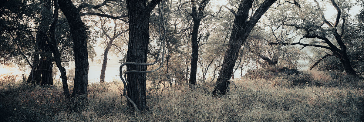 Riverine Forest by Koos van der Lende, backlit trees on the Olifants River at dawn