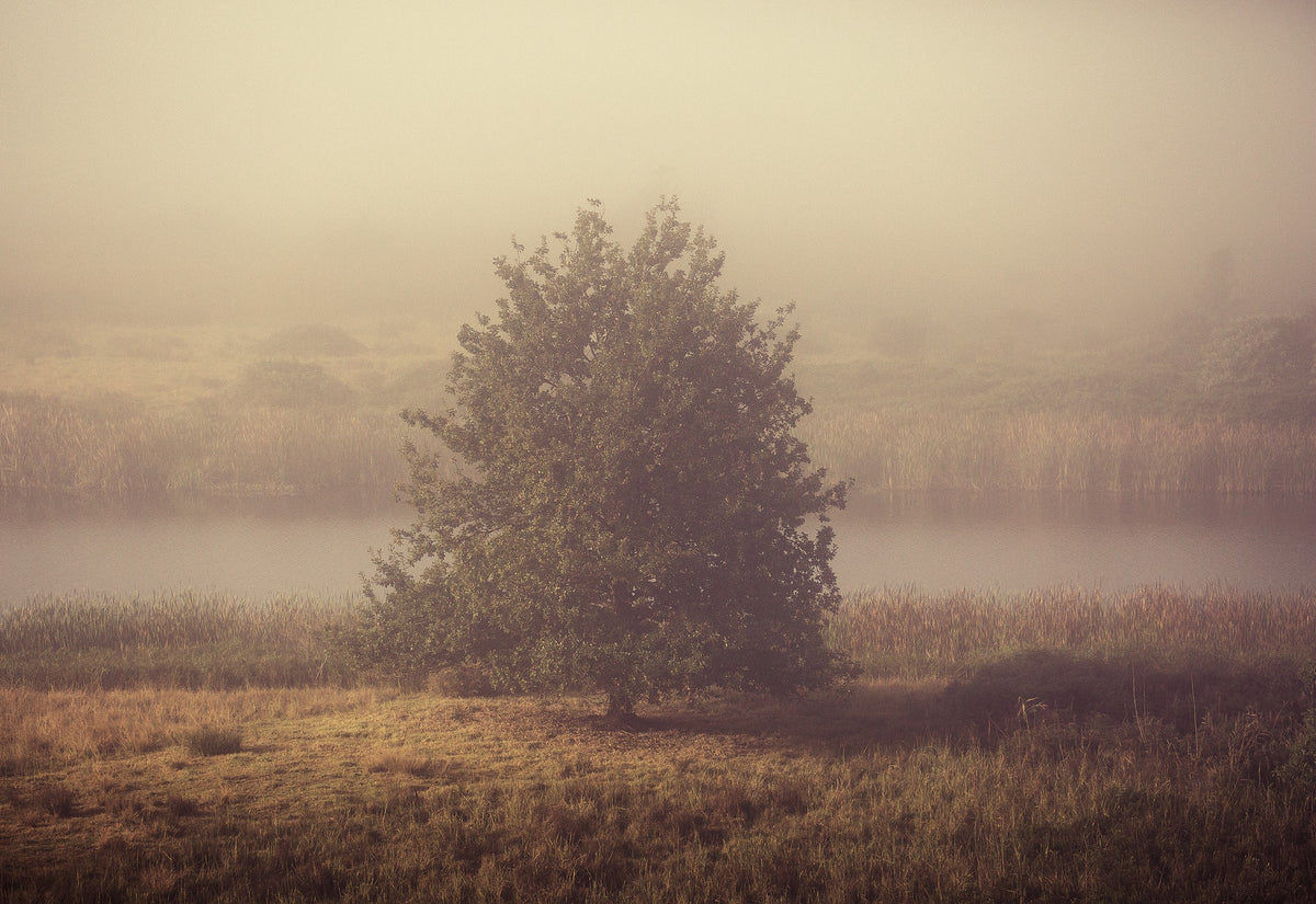 Solitary No.7 by Martin Osner, a lone tree on a misty riverbank near Swellendam