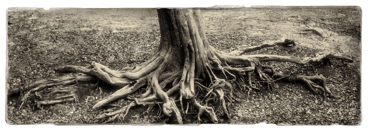 Water Pear Tree No.2 by Koos van der Lende, sepia roots spreading across a riverbank