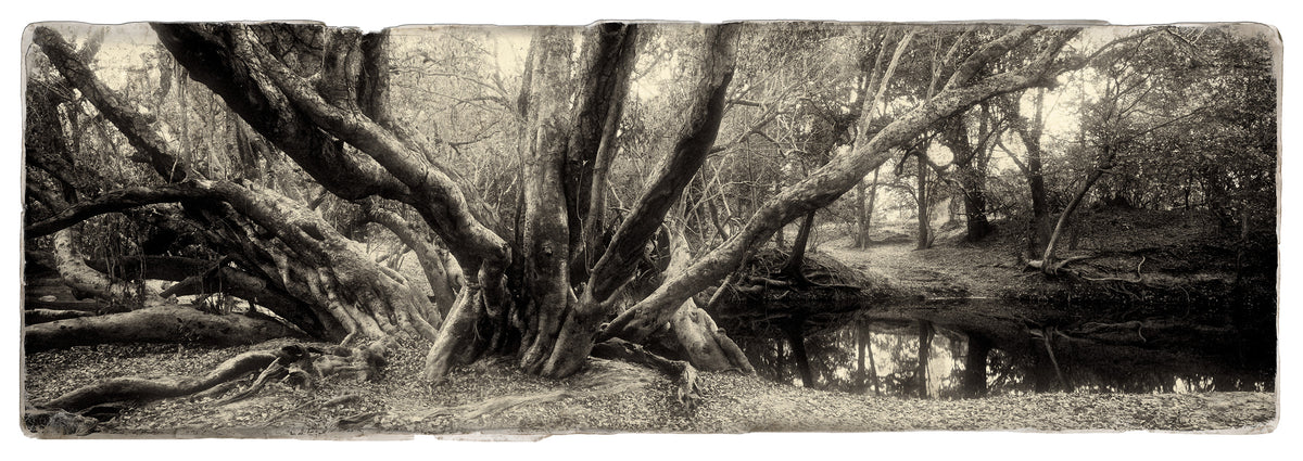 Water Pear Tree No.4 by Koos van der Lende, limbs reaching over a dark still pool