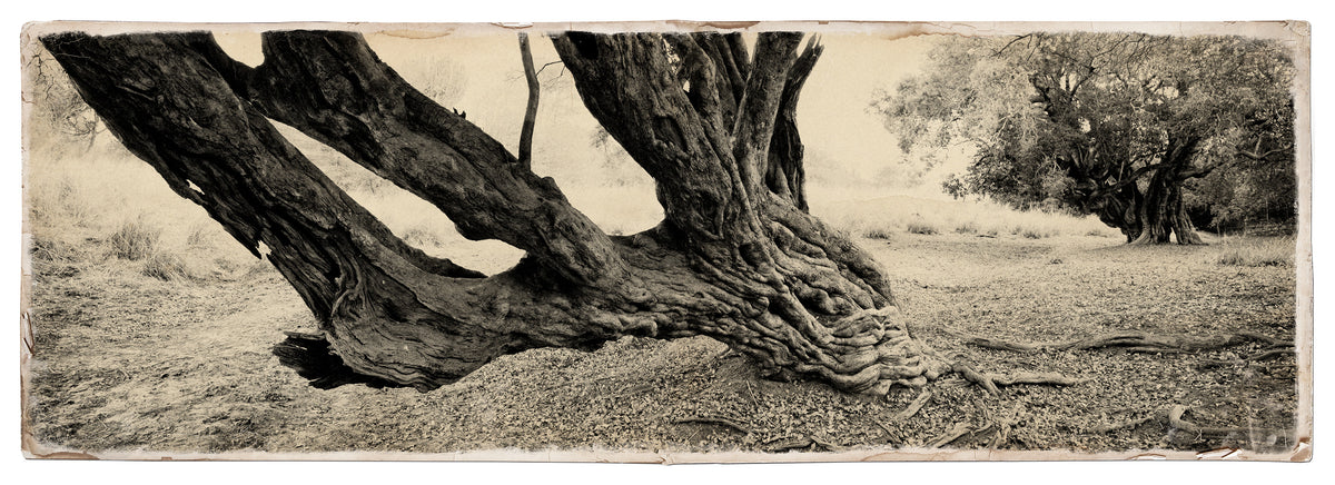 Water Pear Tree No.5 by Koos van der Lende, two great leaning trunks in sepia