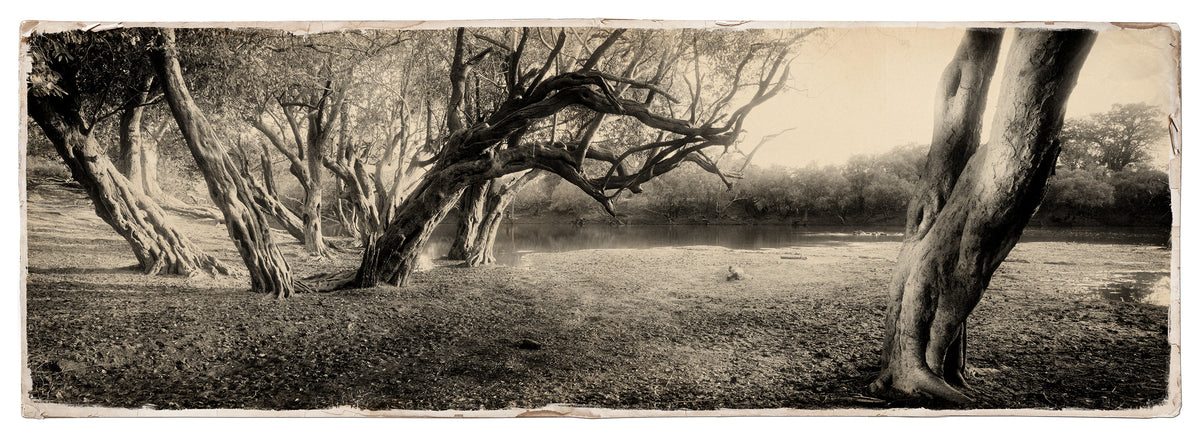 Water Pear Tree No.6 by Koos van der Lende, branches arching towards a river