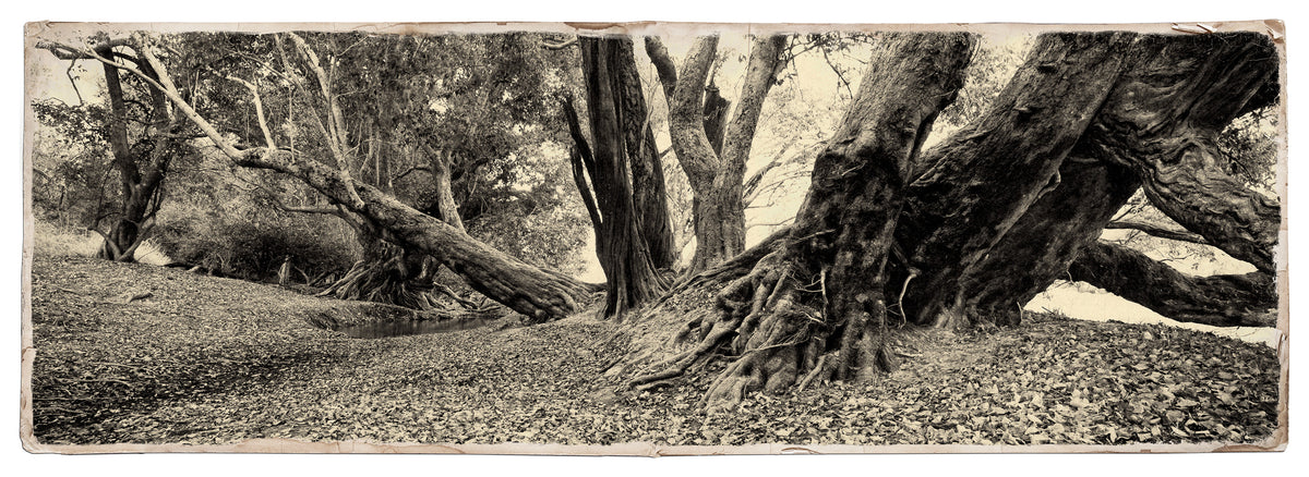 Water Pear Tree No.8 by Koos van der Lende, heavy trunks over a leaf covered bank