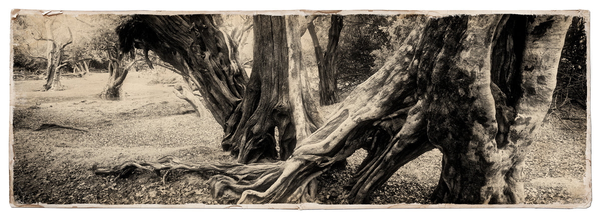 Water Pear Tree No.9 by Koos van der Lende, twisting trunks and roots in sepia