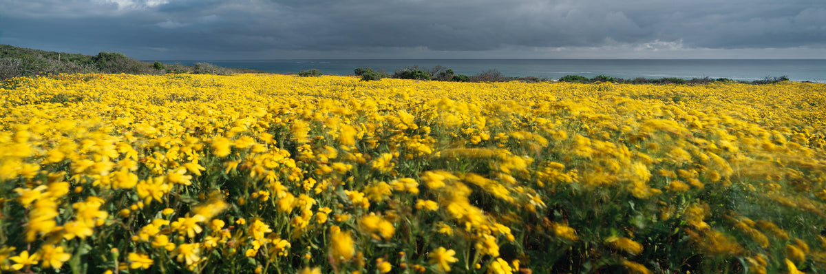 West Coast Flowers by Koos van der Lende, yellow flowers in the wind above the sea