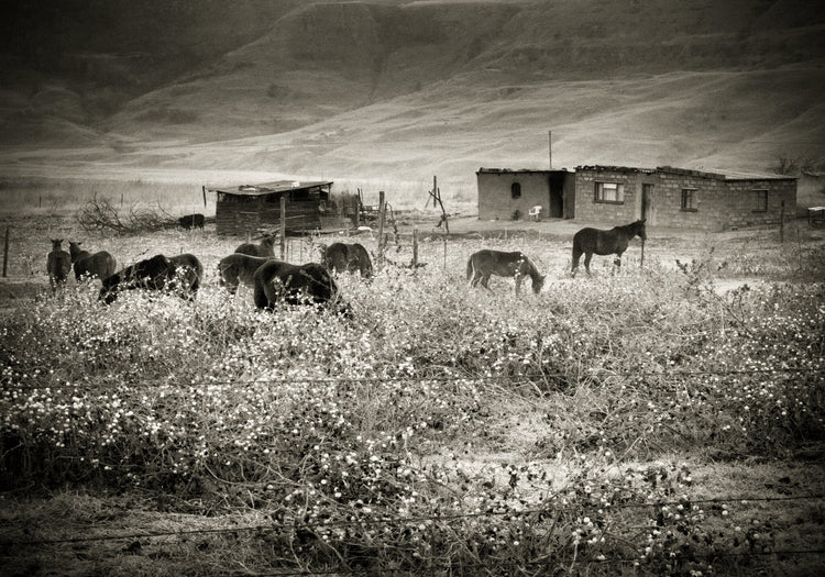 African Mood No.12
