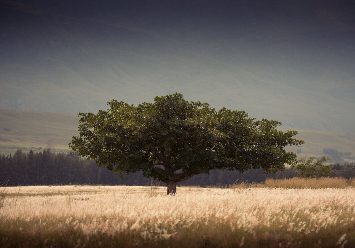 Solitary No.4