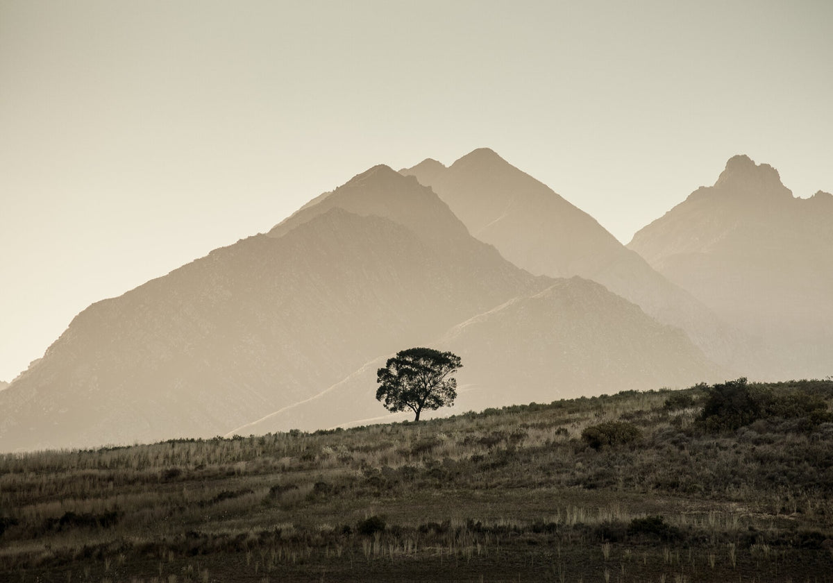 Solitary No.3