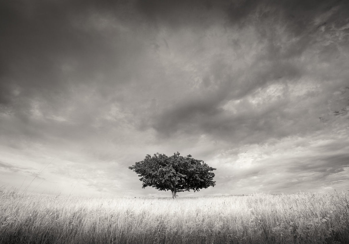 Solitary No.2