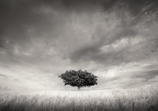 Solitary No.2