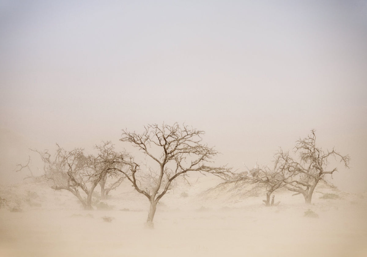 Solitary No.1 by Martin Osner, thorn trees in a desert storm