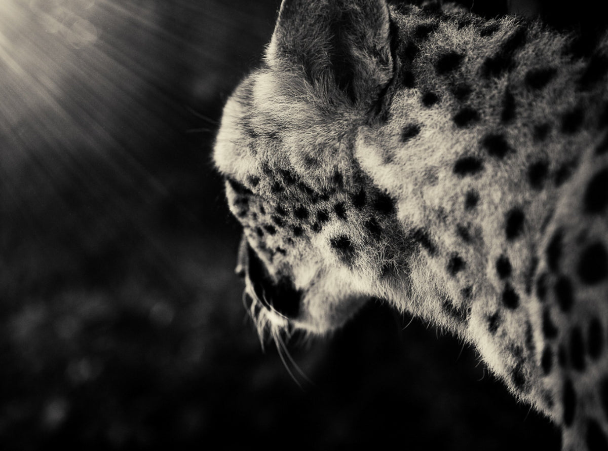 Creatures No.3