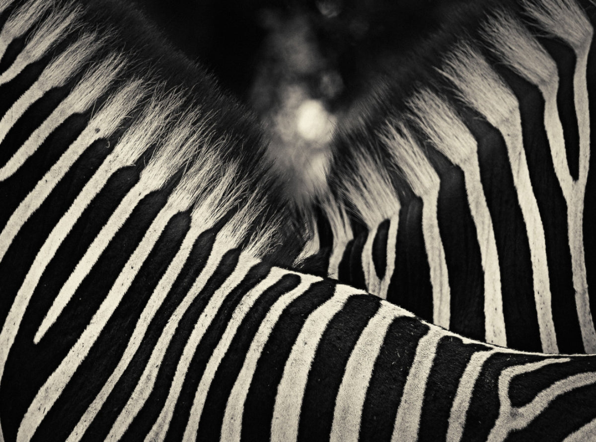 Creatures No.6