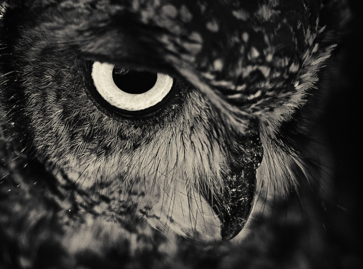 Creatures No.10