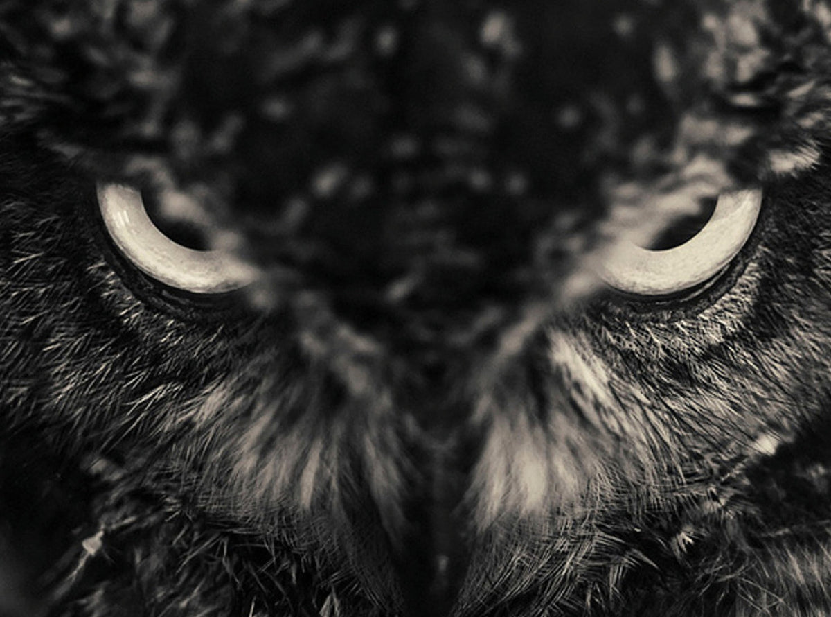 Creatures No.11 by Antti Viitala, an owl staring straight down the lens