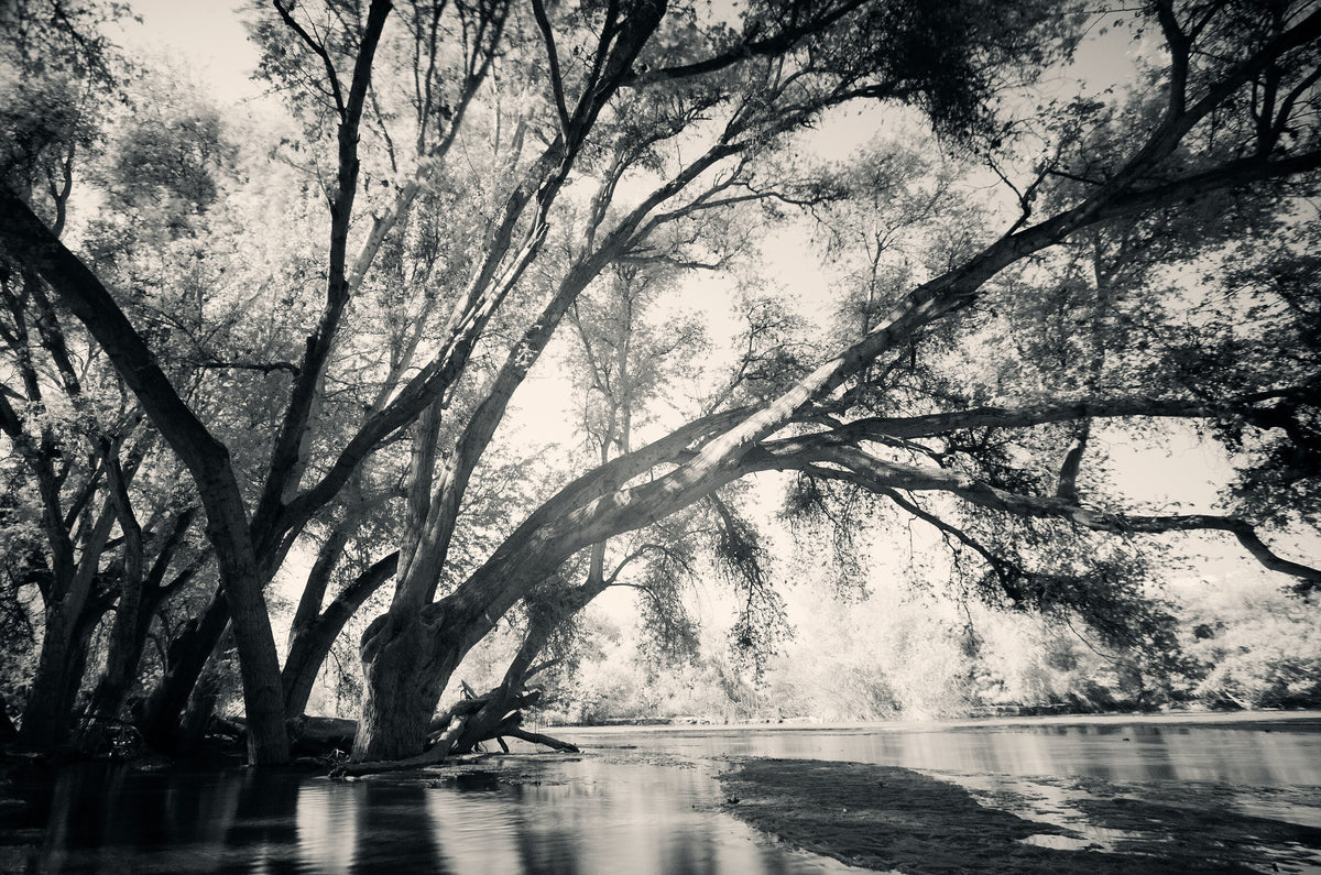Ethereal Reverie No.3 by Martin Osner, an ethereal landscape
