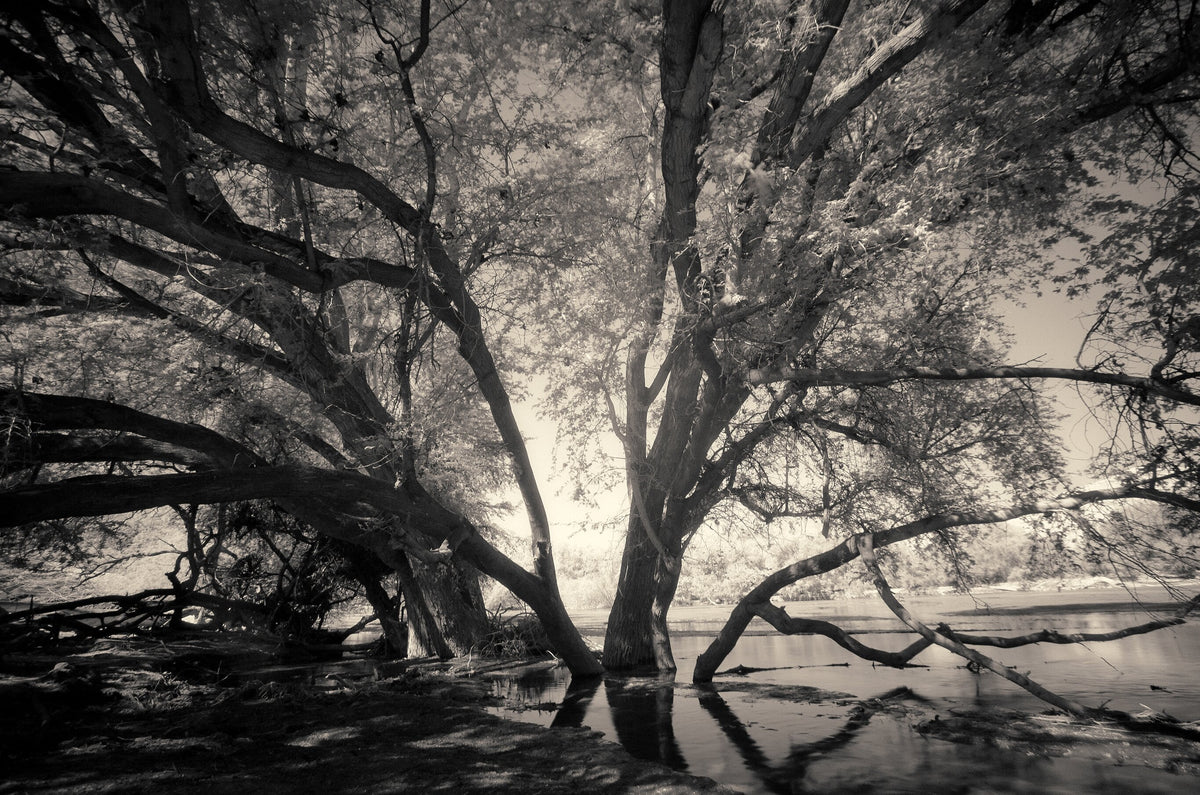 Ethereal Reverie No.4 by Martin Osner, an ethereal landscape