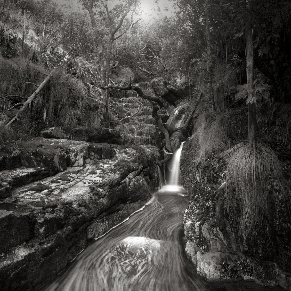 Classic Black & White - Orange Kloof