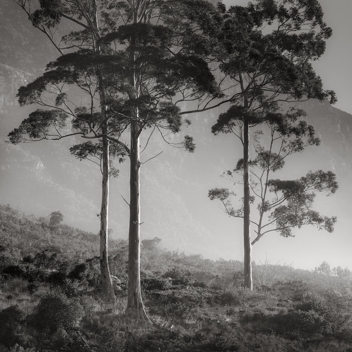 Classic Black & White - Cecilia View - Table Mountain