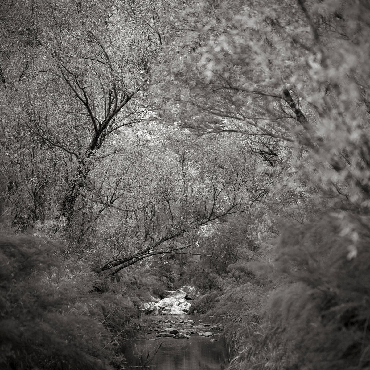 Classic Black & White - Keurbooms