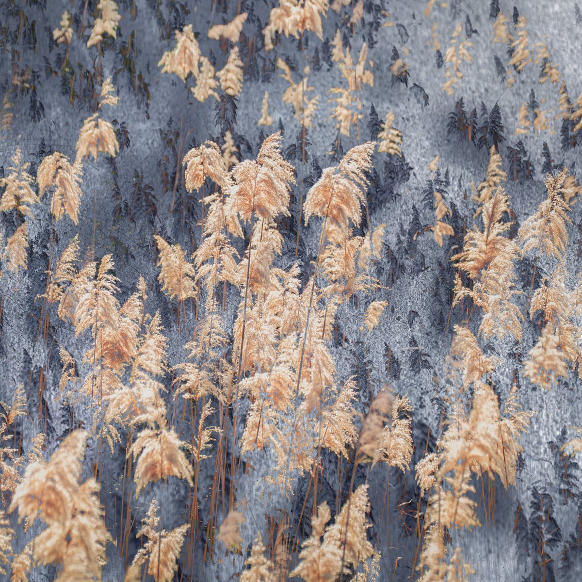 Pastures of Splendour No.1