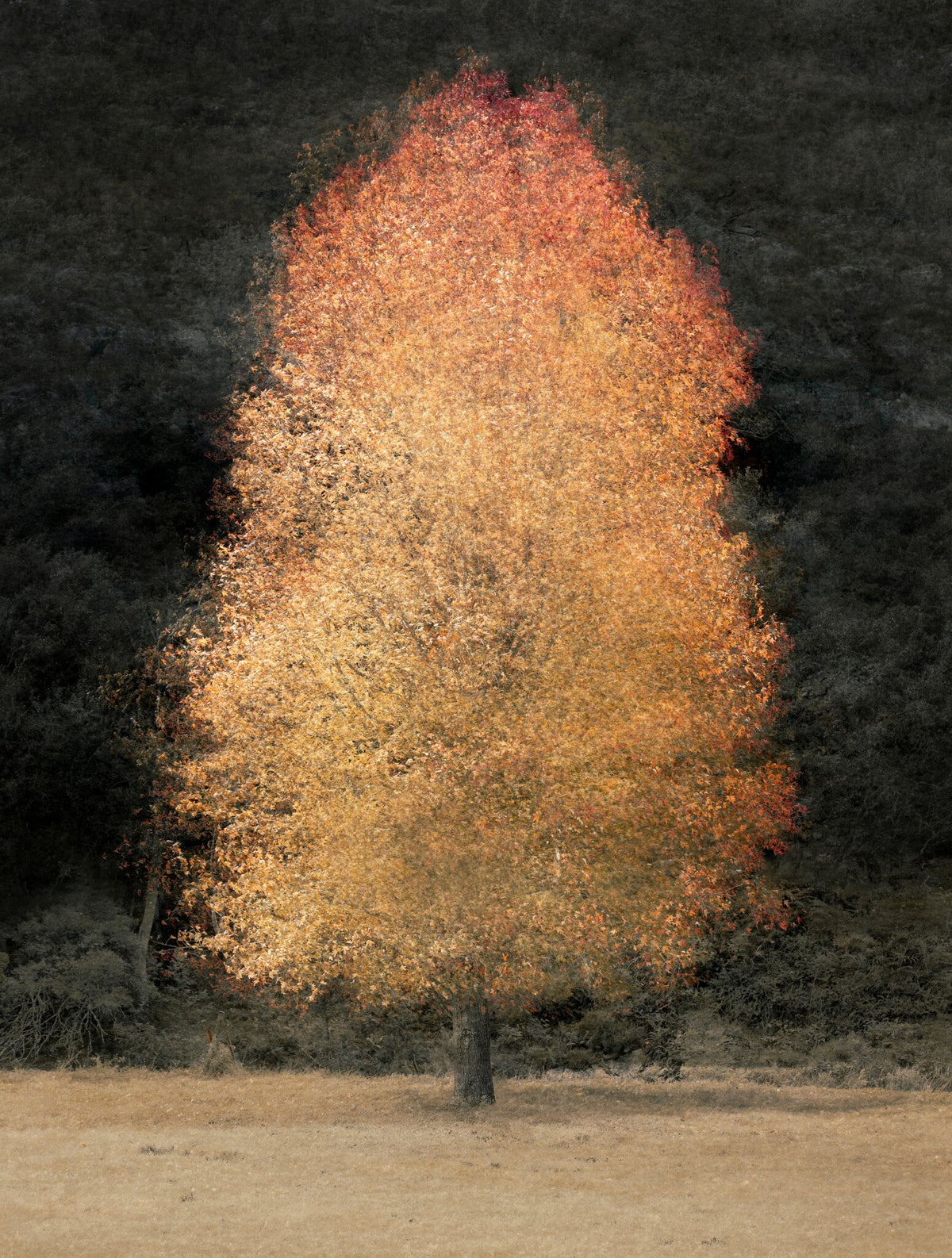 Enchanted No.4