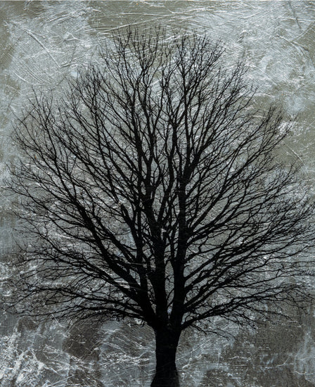 Wisdom | Rob Heffer | Fine art nature photography – Osner Art Gallery