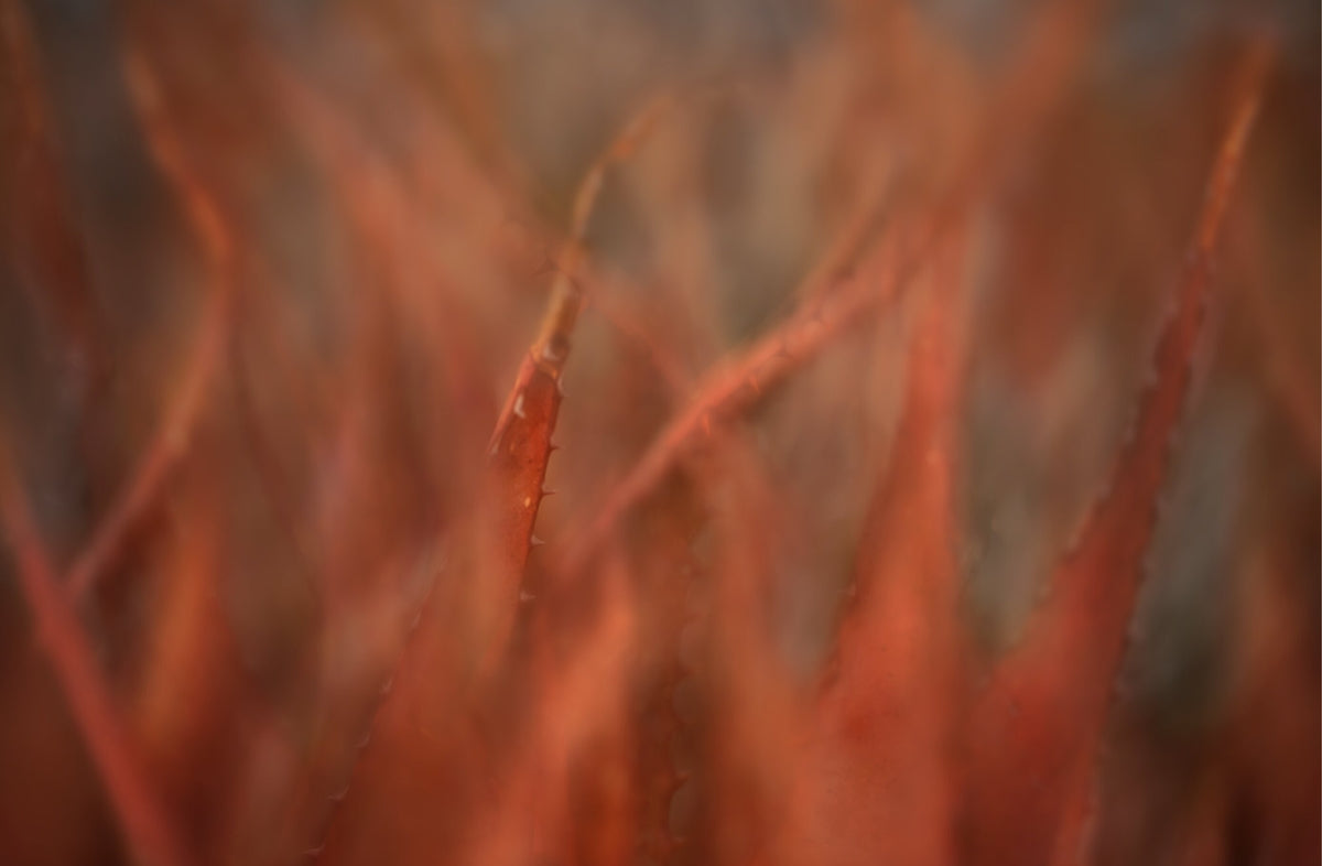 Fynbos Palette No.7