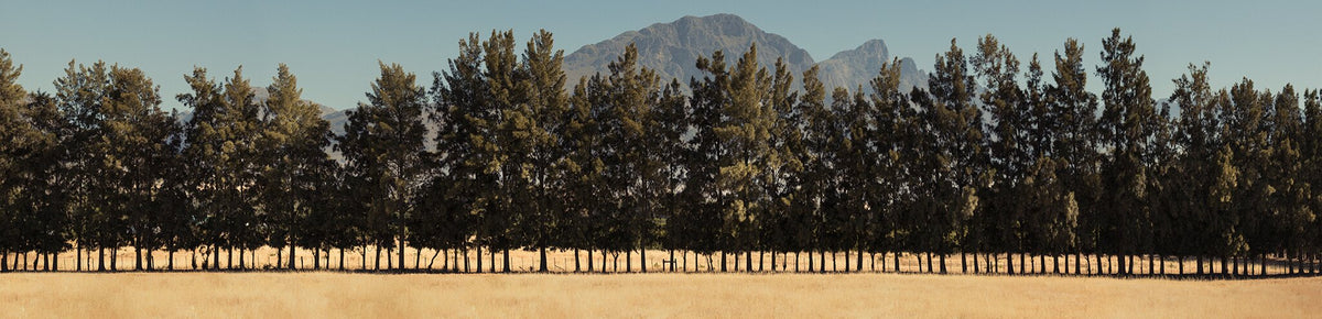 Rural Symmetry by Martin Osner, pine trees in golden grass below the mountains