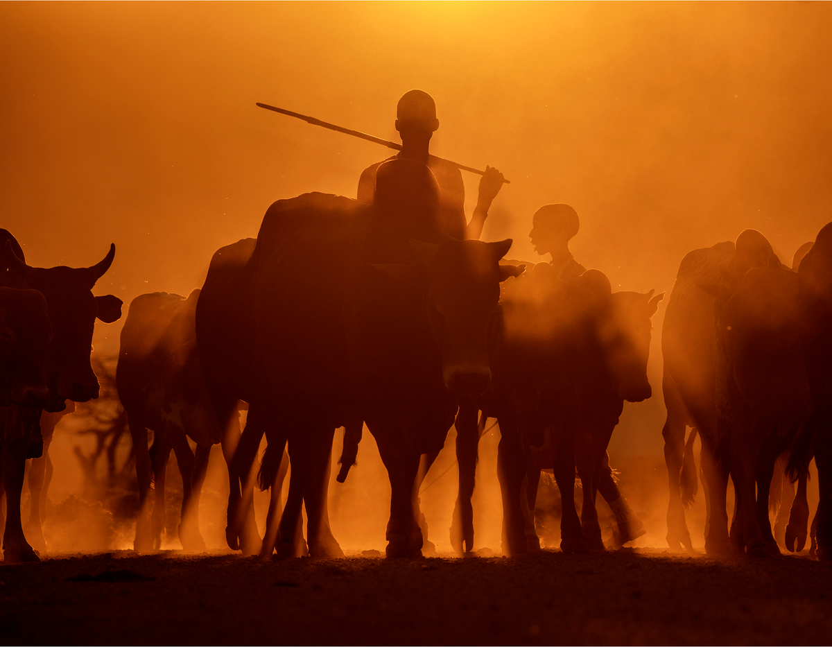 Dusk and Dust by Greg du Toit, silhouetted Maasai herders and cattle at sunset in Kenya