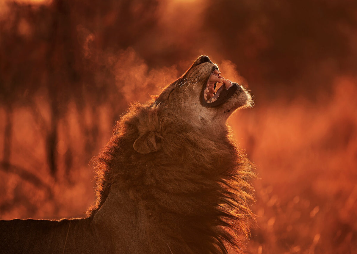 Londolozi Lion by Greg du Toit, an African wildlife photograph