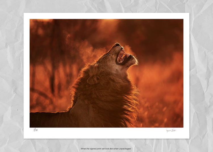 Londolozi Lion